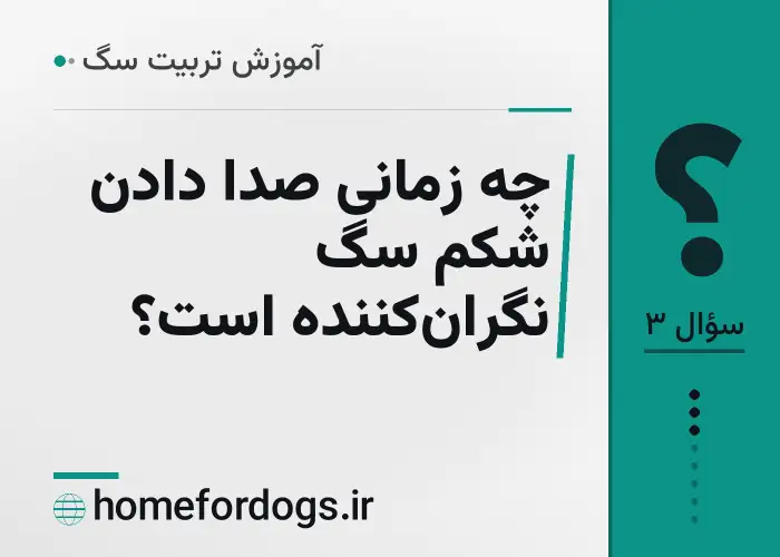 چه زمانی صدا دادن شکم سگ نگران‌کننده است؟