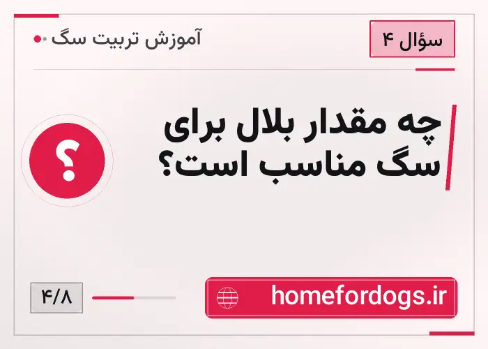 چه مقدار بلال برای سگ مناسب است؟