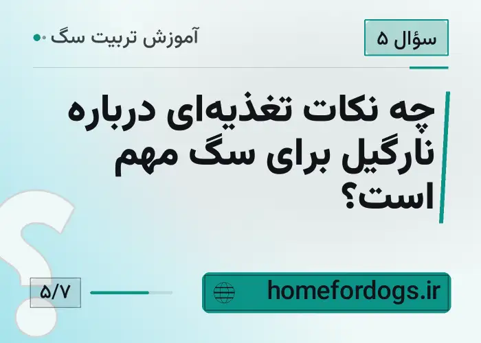 چه نکات تغذیه‌ای درباره نارگیل برای سگ مهم است؟