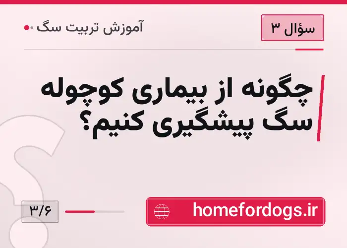 چگونه از بیماری کوچوله سگ پیشگیری کنیم؟
