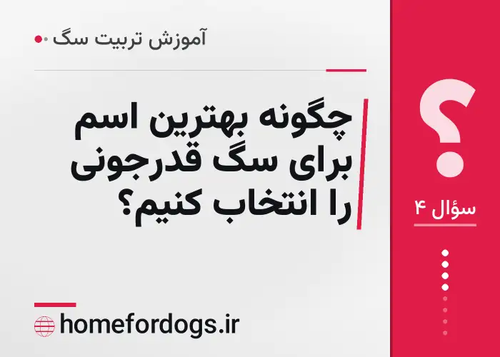 چگونه بهترین اسم برای سگ قدرجونی را انتخاب کنیم؟