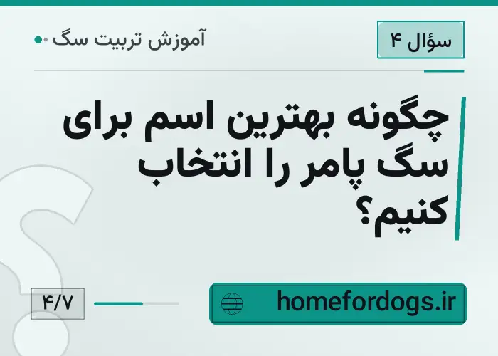 چگونه بهترین اسم برای سگ پامر را انتخاب کنیم؟
