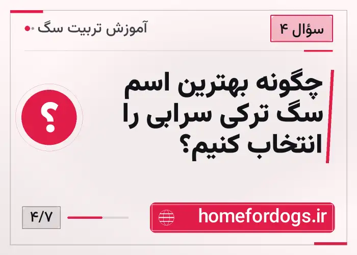چگونه بهترین اسم سگ ترکی سرابی را انتخاب کنیم؟