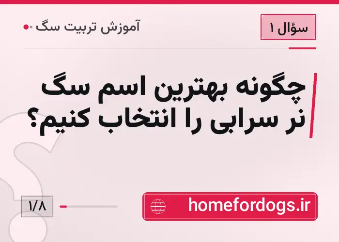 چگونه بهترین اسم سگ نر سرابی را انتخاب کنیم؟