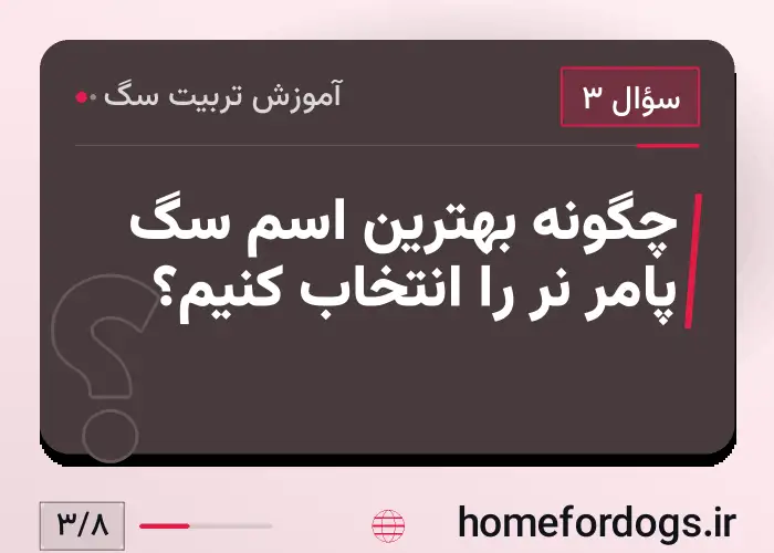 چگونه بهترین اسم سگ پامر نر را انتخاب کنیم؟
