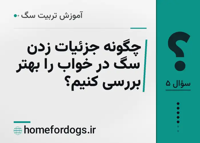 چگونه جزئیات زدن سگ در خواب را بهتر بررسی کنیم؟