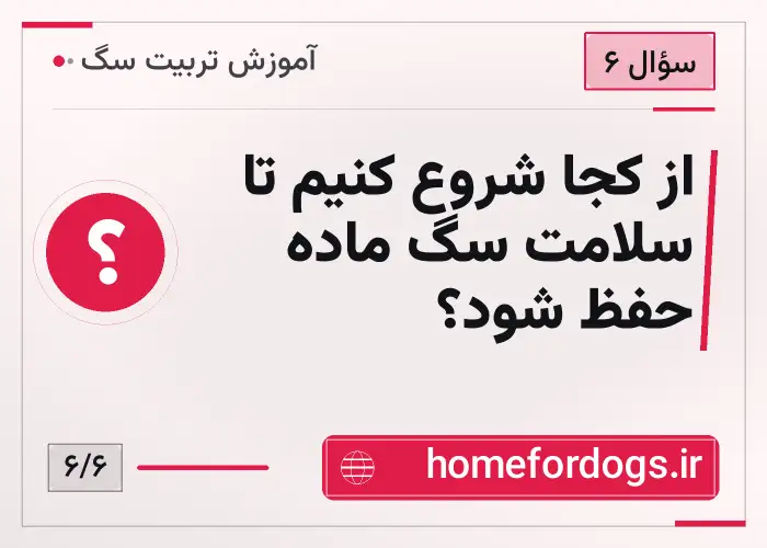 از کجا شروع کنیم تا سلامت سگ ماده حفظ شود؟