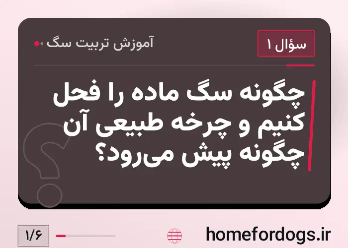 چگونه سگ ماده را فحل کنیم و چرخه طبیعی آن چگونه پیش می‌رود؟