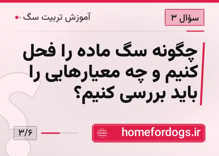 چگونه سگ ماده را فحل کنیم و چه معیارهایی را باید بررسی کنیم؟