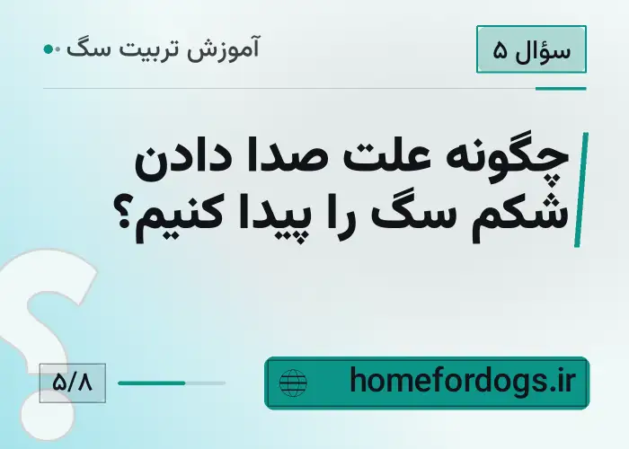 چگونه علت صدا دادن شکم سگ را پیدا کنیم؟