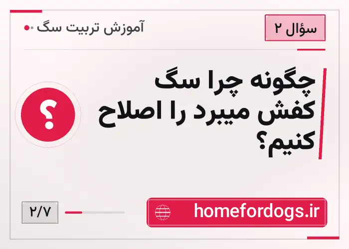 چگونه چرا سگ کفش میبرد را اصلاح کنیم؟