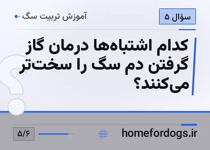 کدام اشتباه‌ها درمان گاز گرفتن دم سگ را سخت‌تر می‌کنند؟