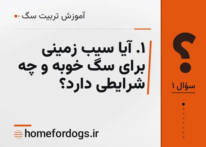 ۱. آیا سیب زمینی برای سگ خوبه و چه شرایطی دارد؟