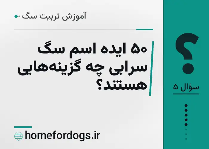 ۵۰ ایده اسم سگ سرابی چه گزینه‌هایی هستند؟