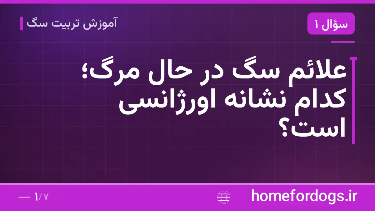 علائم سگ در حال مرگ؛ کدام نشانه اورژانسی است؟