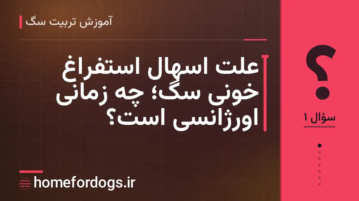 علت اسهال استفراغ خونی سگ؛ چه زمانی اورژانسی است؟