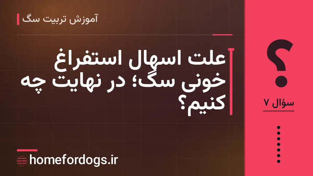 علت اسهال استفراغ خونی سگ؛ در نهایت چه کنیم؟
