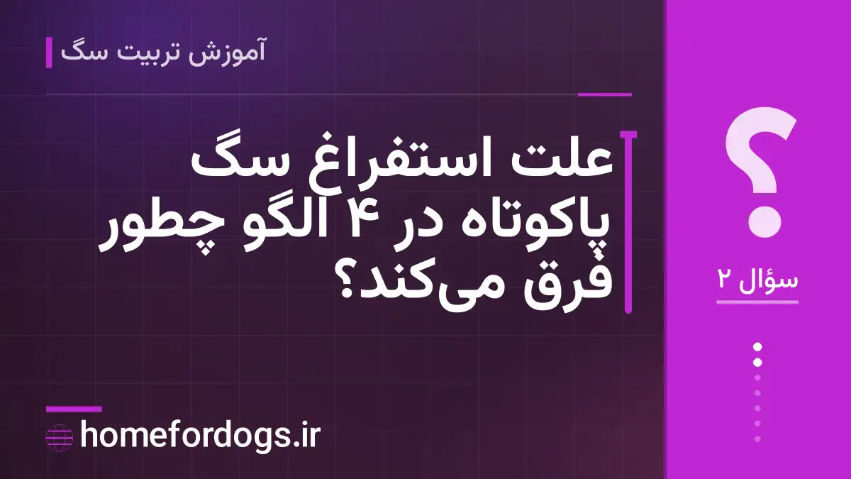 علت استفراغ سگ پاکوتاه در ۴ الگو چطور فرق میکند؟
