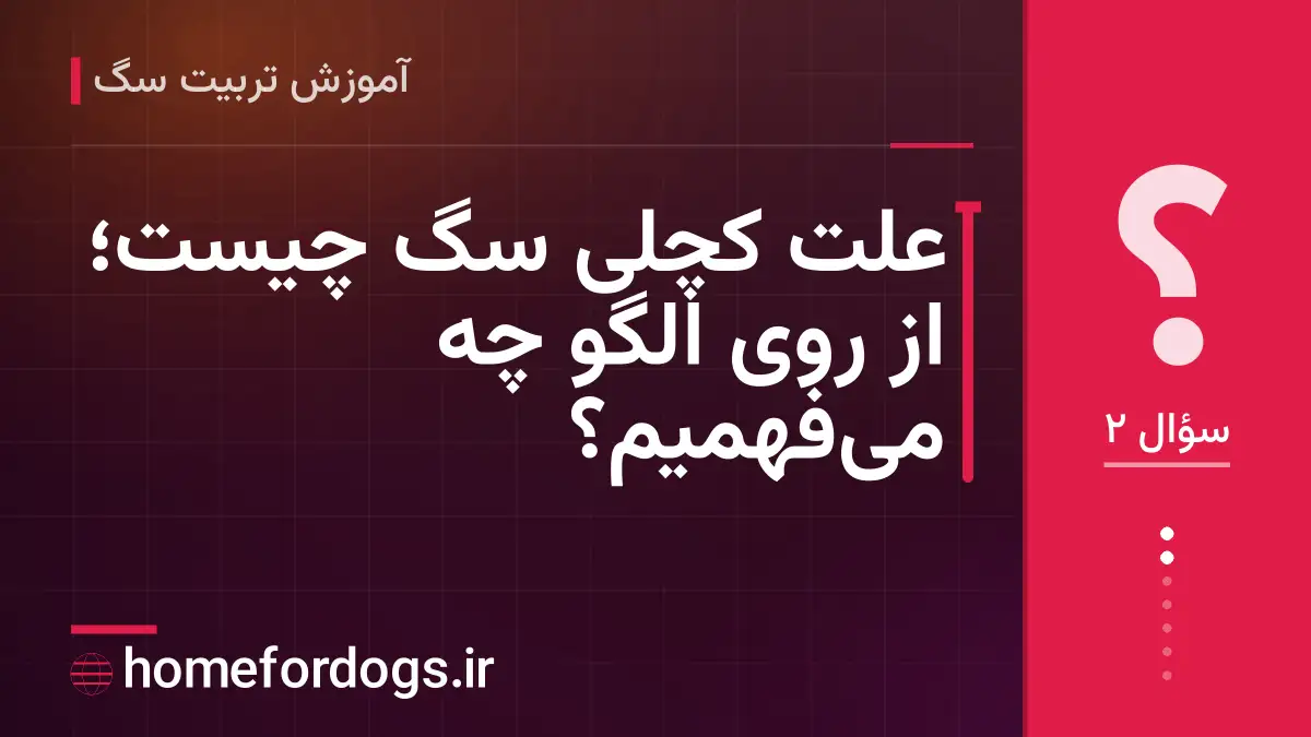 علت کچلی سگ چیست؛ از روی الگو چه میفهمیم؟