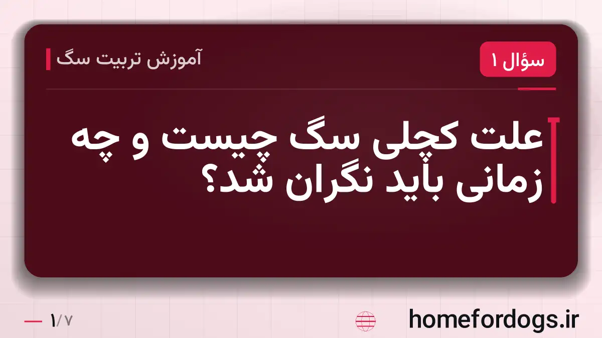 علت کچلی سگ چیست و چه زمانی باید نگران شد؟