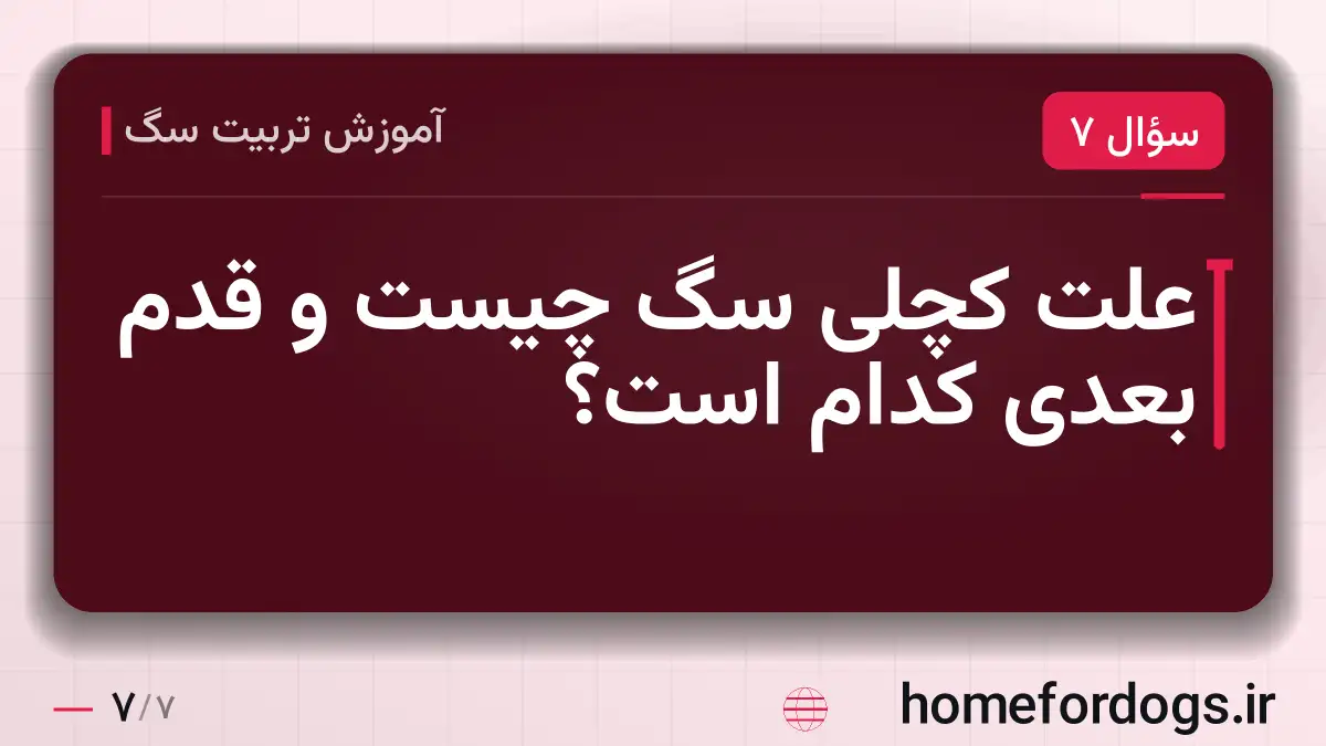 علت کچلی سگ چیست و قدم بعدی کدام است؟