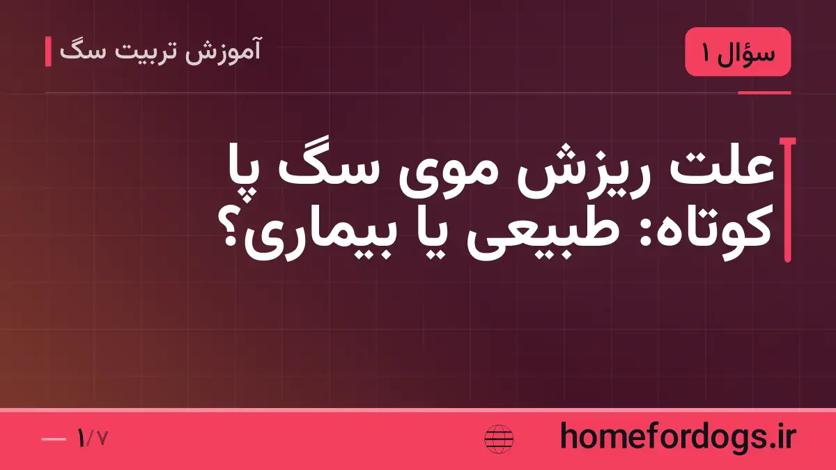 علت ریزش موی سگ پا کوتاه: طبیعی یا بیماری؟