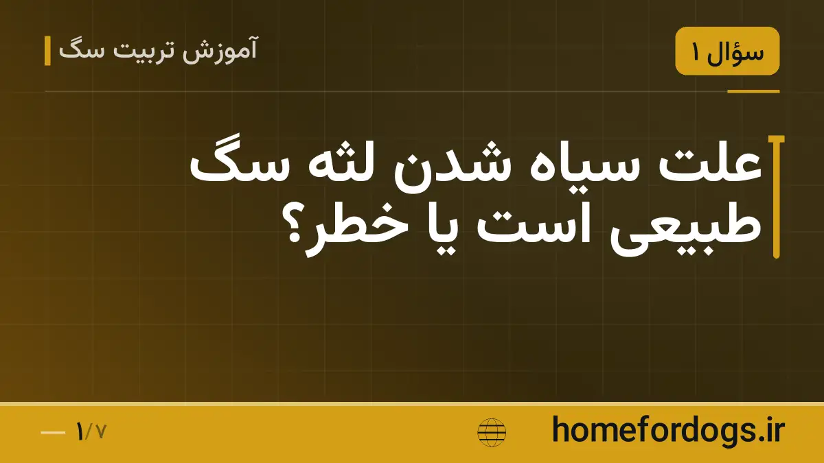 علت سیاه شدن لثه سگ طبیعی است یا خطر؟