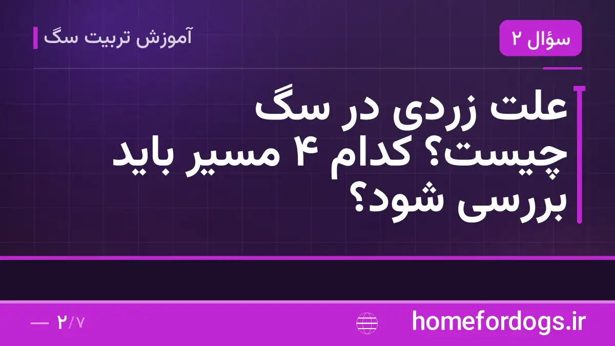علت زردی در سگ چیست؟ کدام ۴ مسیر باید بررسی شود؟