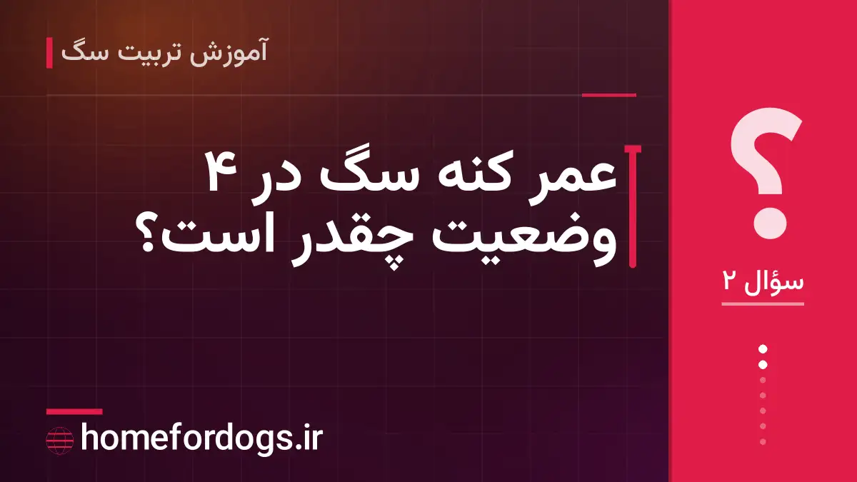 عمر کنه سگ در ۴ وضعیت چقدر است؟