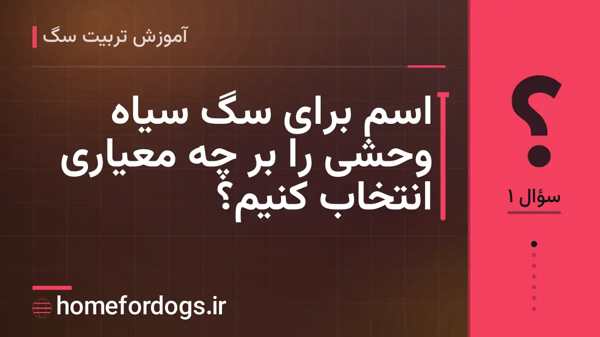 اسم برای سگ سیاه وحشی را بر چه معیاری انتخاب کنیم؟