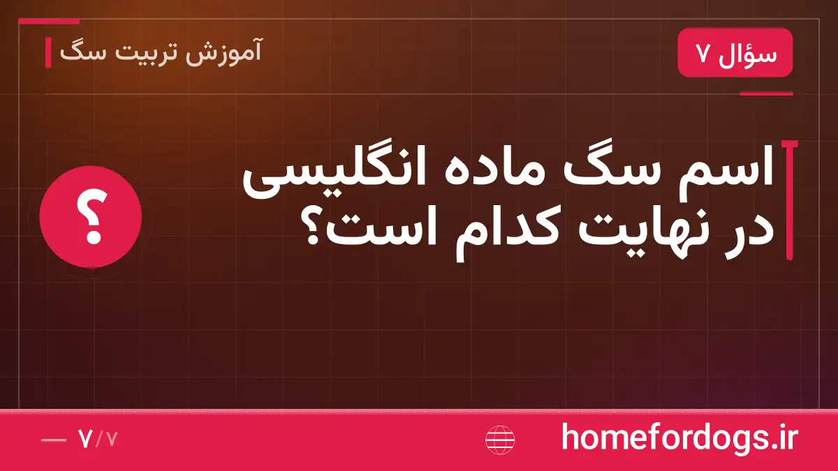 اسم سگ ماده انگلیسی در نهایت کدام است؟