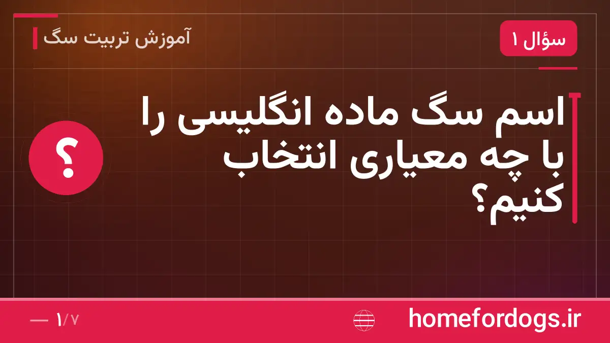اسم سگ ماده انگلیسی را با چه معیاری انتخاب کنیم؟
