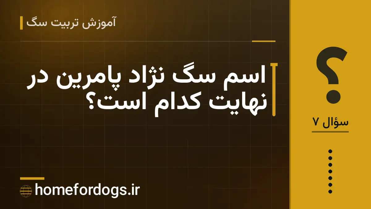 اسم سگ نژاد پامرین در نهایت کدام است؟