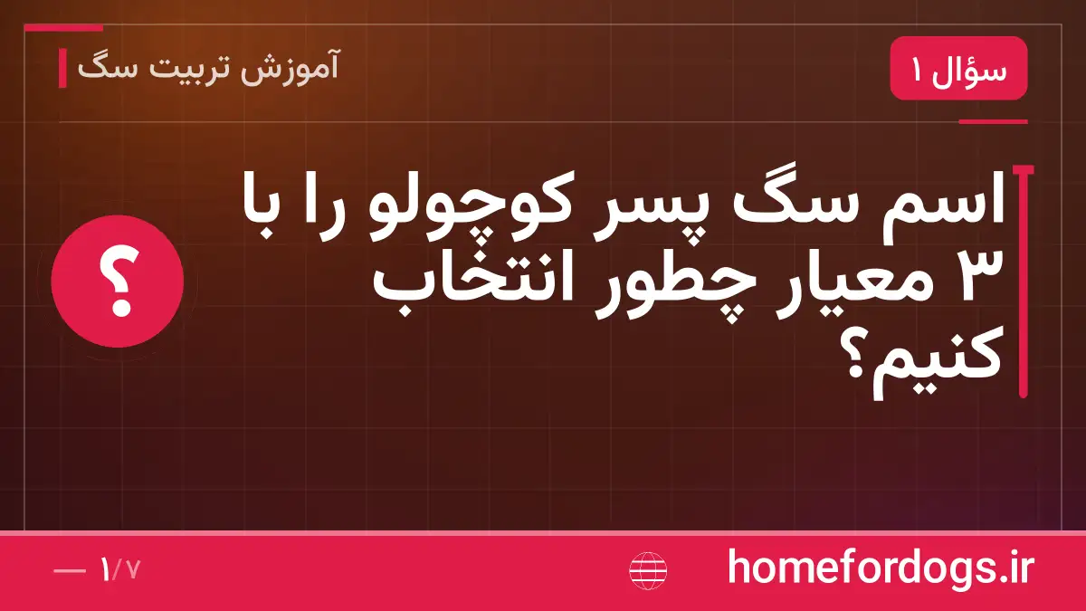 اسم سگ پسر کوچولو را با ۳ معیار چطور انتخاب کنیم؟