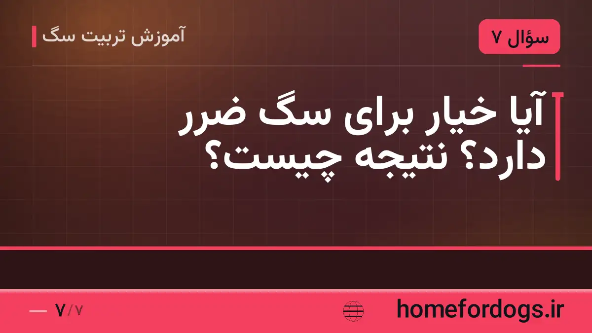 آیا خیار برای سگ ضرر دارد؟ نتیجه چیست؟