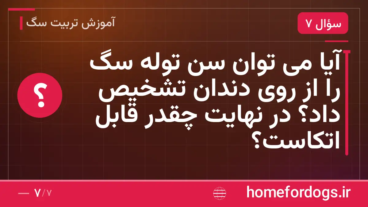 آیا می توان سن توله سگ را از روی دندان تشخیص داد؟ در نهایت چقدر قابل اتکاست؟