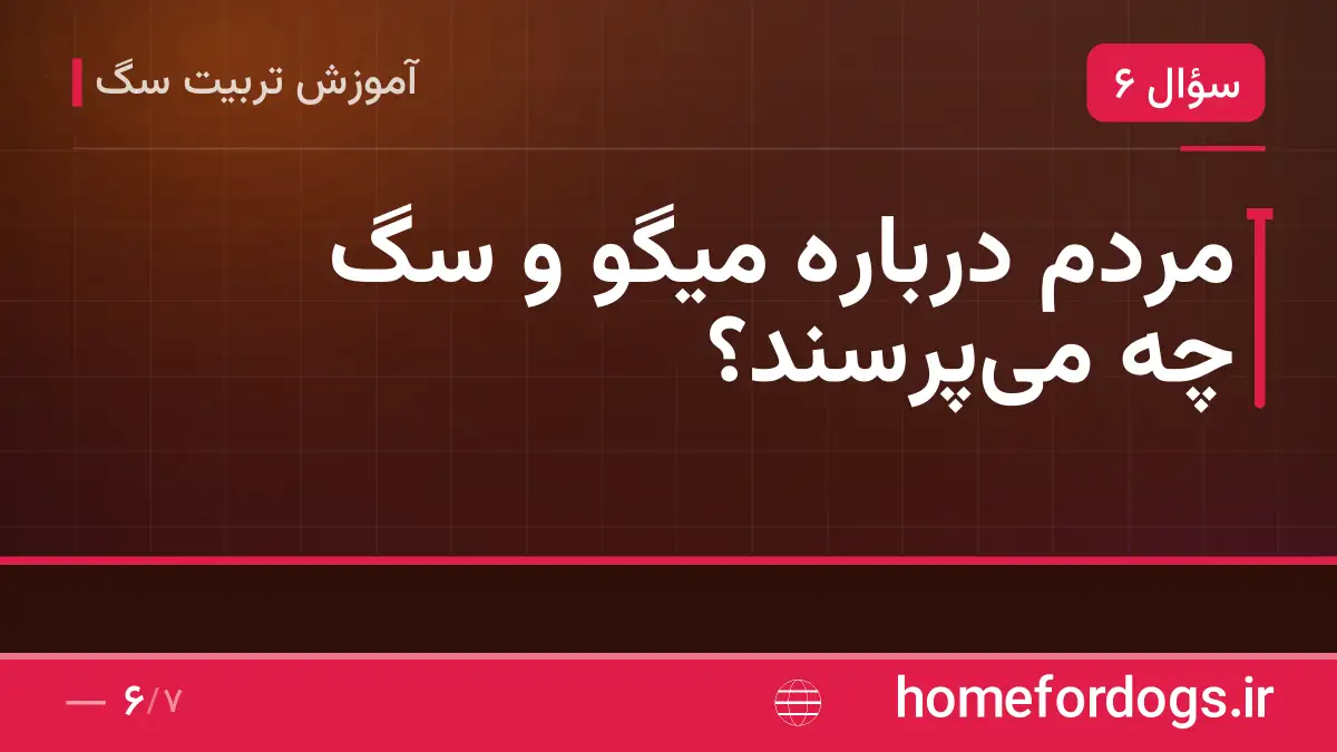 مردم درباره میگو و سگ چه می‌پرسند؟