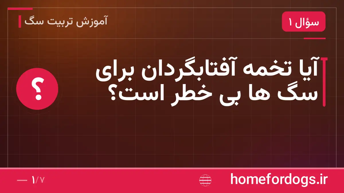 آیا تخمه آفتابگردان برای سگ ها بی خطر است؟
