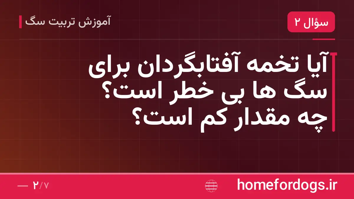 آیا تخمه آفتابگردان برای سگ ها بی خطر است؟ چه مقدار کم است؟