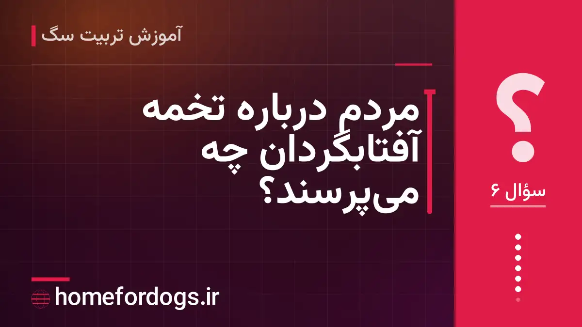 مردم درباره تخمه آفتابگردان چه می‌پرسند؟
