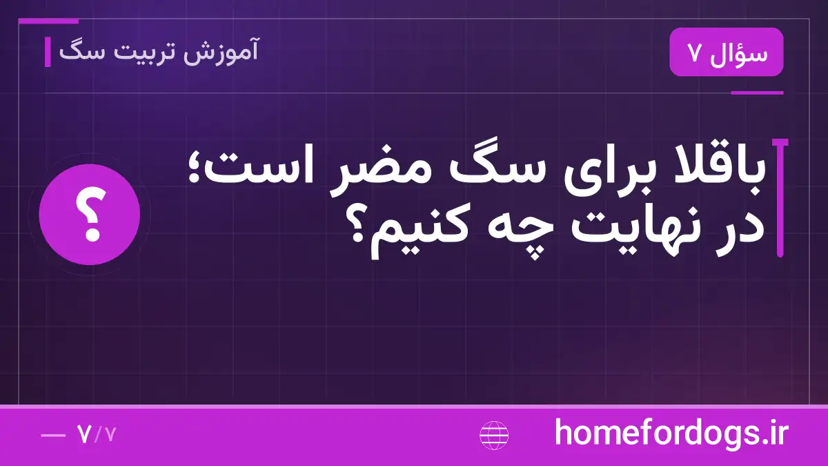 باقلا برای سگ مضر است؛ در نهایت چه کنیم؟