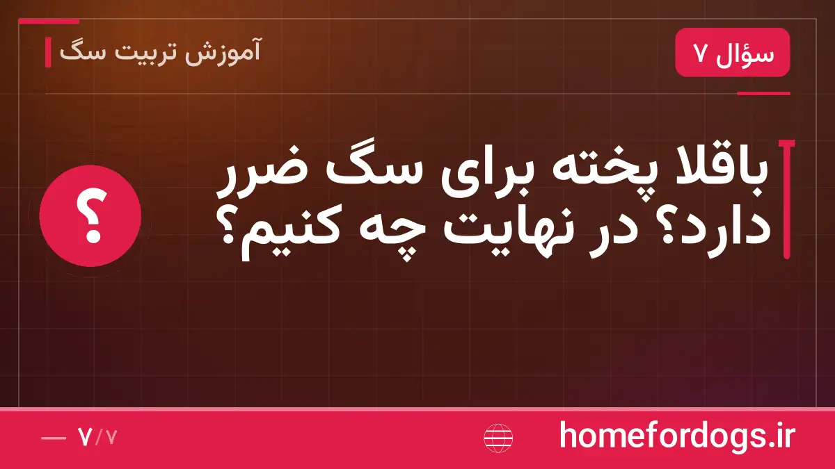 باقلا پخته برای سگ ضرر دارد؟ در نهایت چه کنیم؟