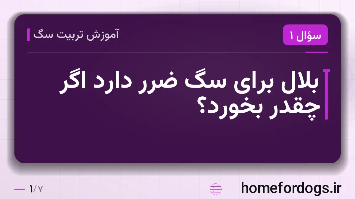 بلال برای سگ ضرر دارد اگر چقدر بخورد؟