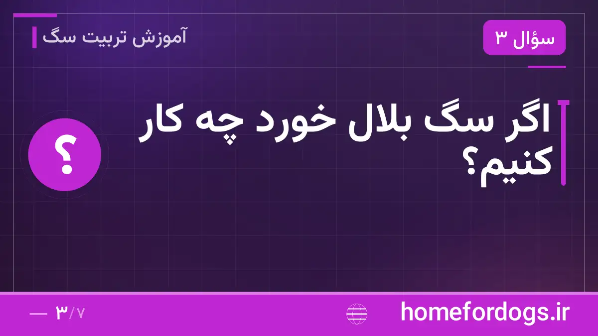 اگر سگ بلال خورد چه کار کنیم؟