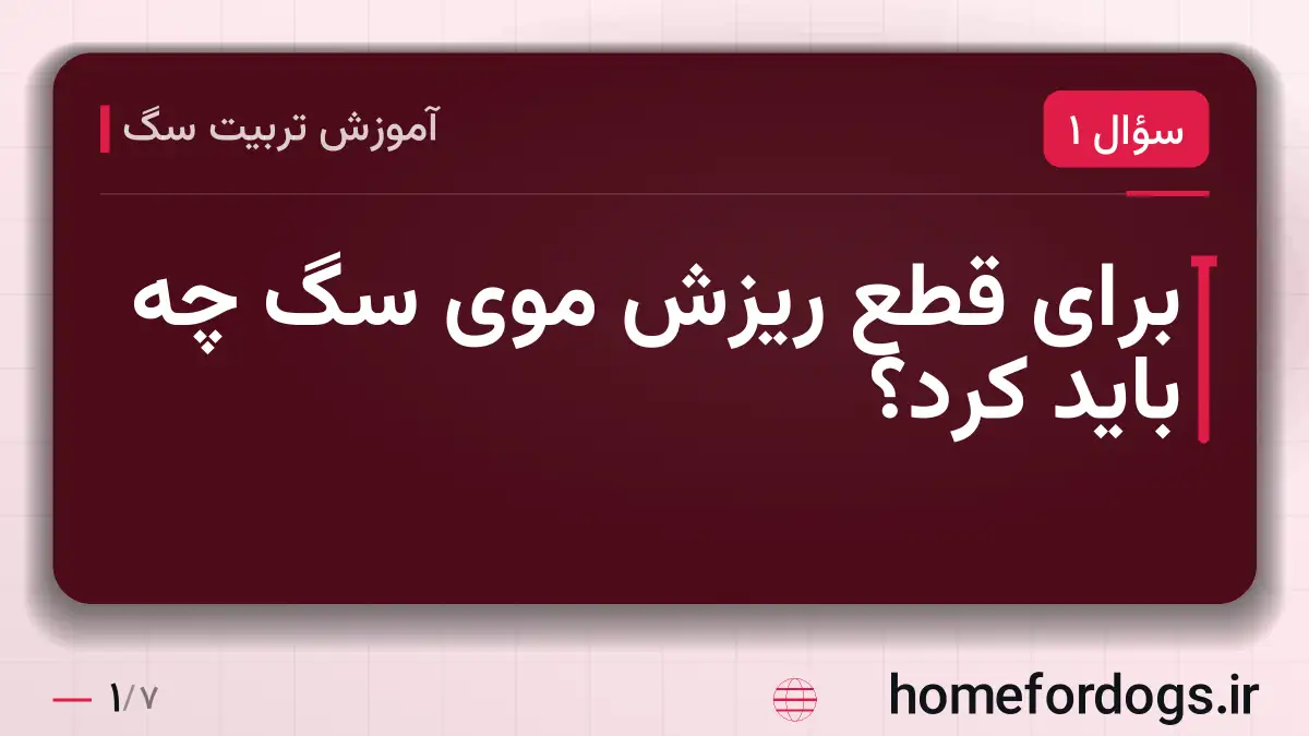 برای قطع ریزش موی سگ چه باید کرد؟