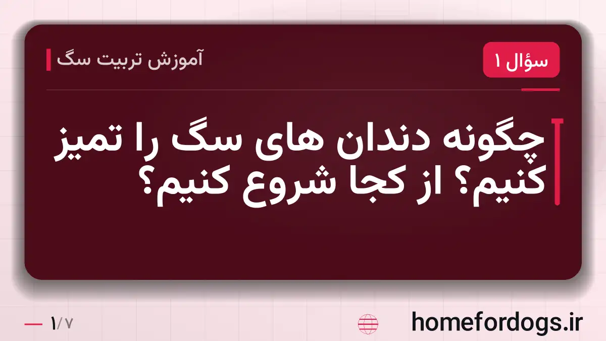 چگونه دندان های سگ را تمیز کنیم؟ از کجا شروع کنیم؟