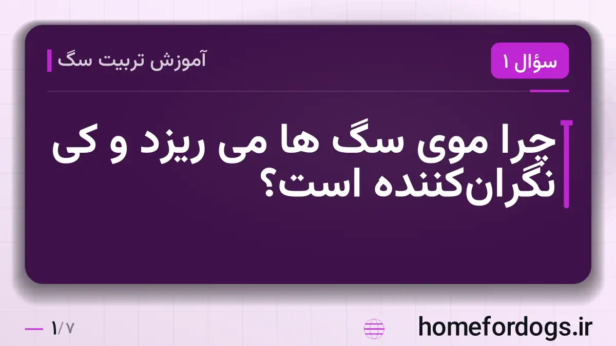 چرا موی سگ ها می ریزد و کی نگرانکننده است؟