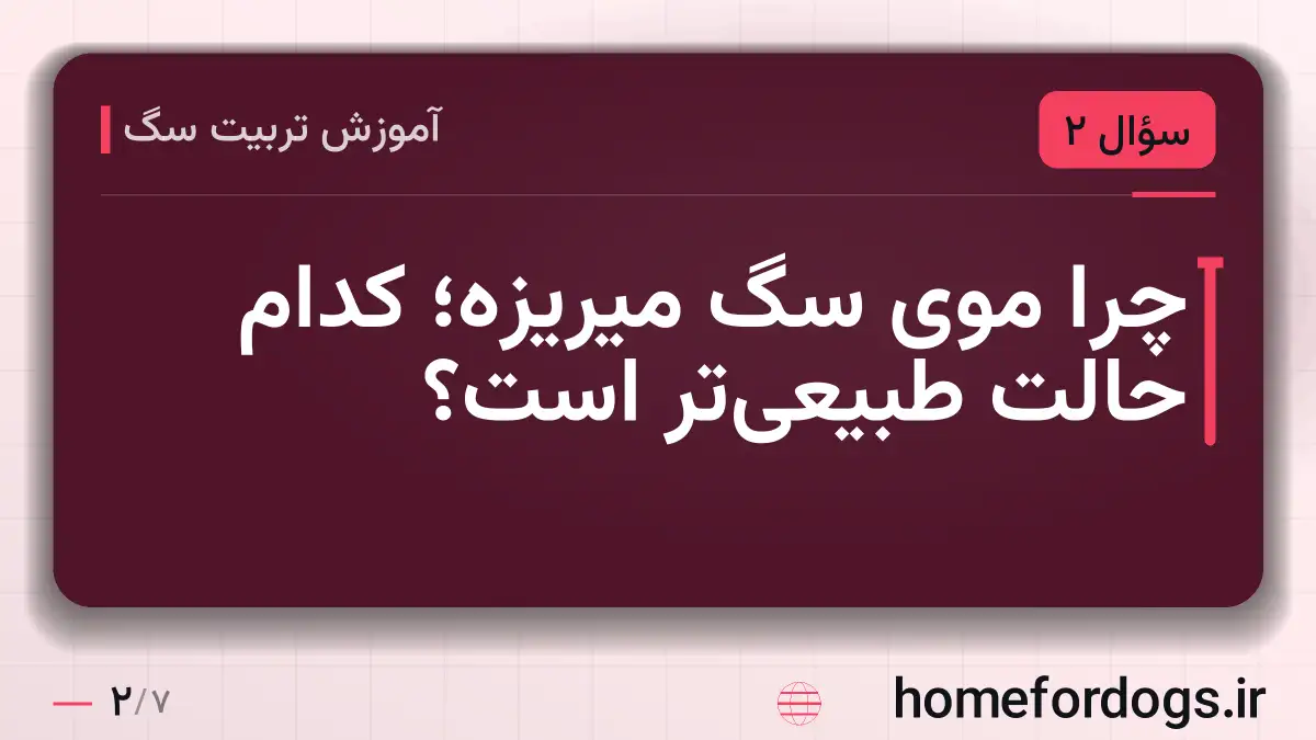 چرا موی سگ میریزه؛ کدام حالت طبیعی‌تر است؟