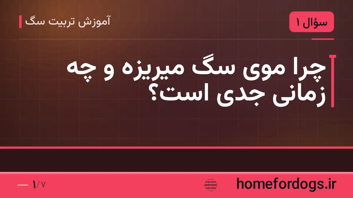 چرا موی سگ میریزه و چه زمانی جدی است؟