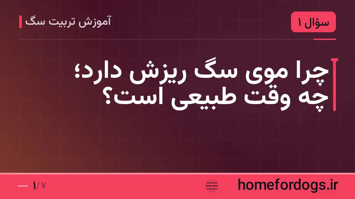 چرا موی سگ ریزش دارد؛ چه وقت طبیعی است؟